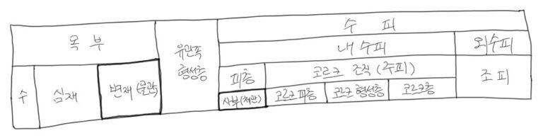 물관이 체관보다 안쪽에 있는 이유는 무엇일까?