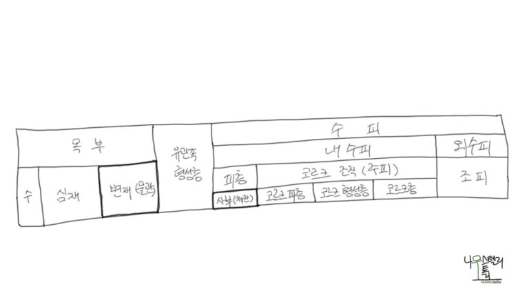 물관이 체관보다 안쪽에 있는 이유는 무엇일까?