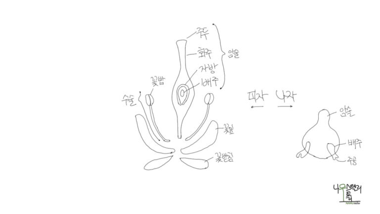 나무도 암수가 있다?