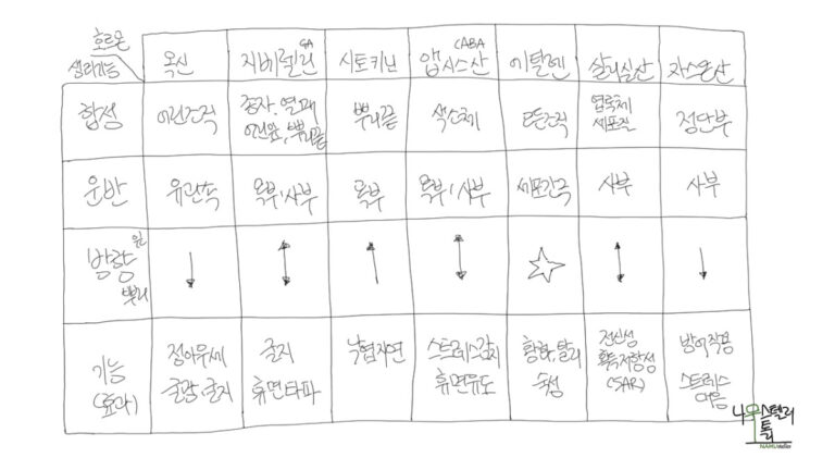 뇌가 없는 나무, 그러나.. (식물 호르몬 이야기)