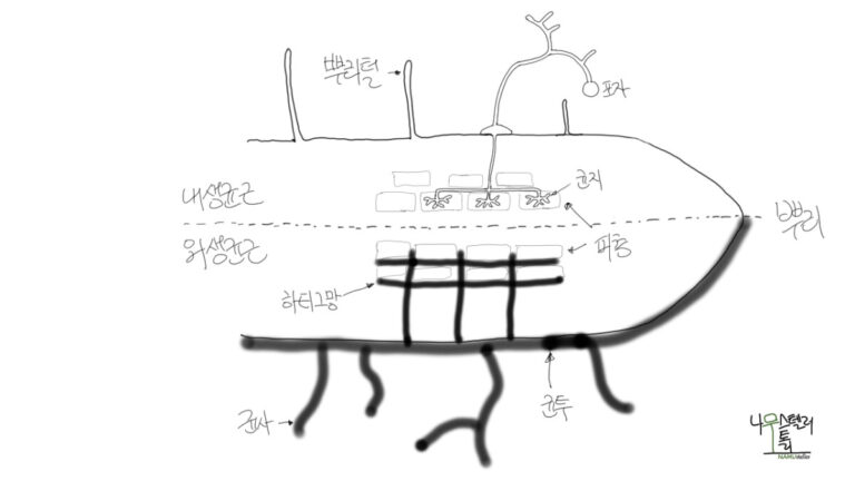 뿌리의 안쪽, 이미 반쯤을 차지하고 있는 균근 이야기