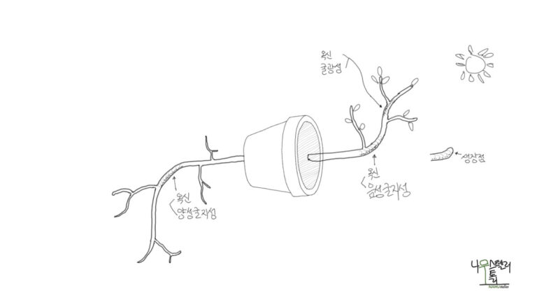 옥신의 두 얼굴 이해하기(굴지성, 굴광성)