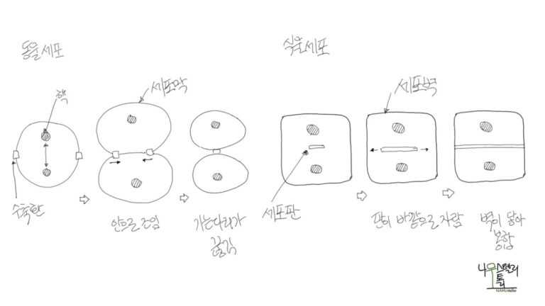세포벽의 출발점 찾아가기