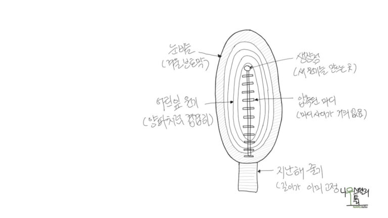 나무가 자라는 방법(유한/무한, 고정/자유생장)